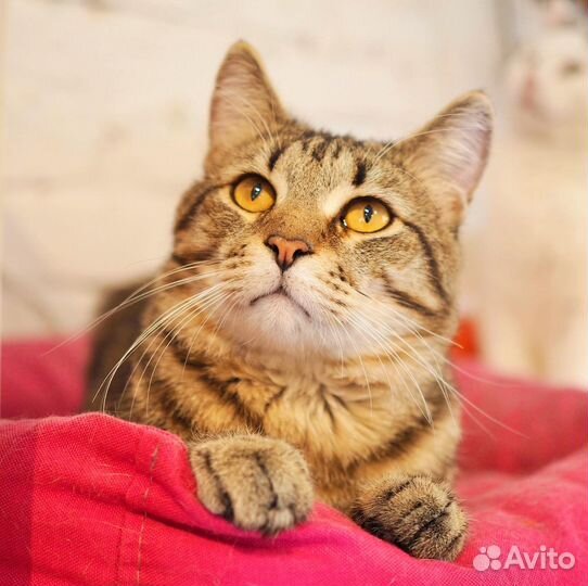 Большой кот