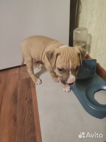 Продам щенка