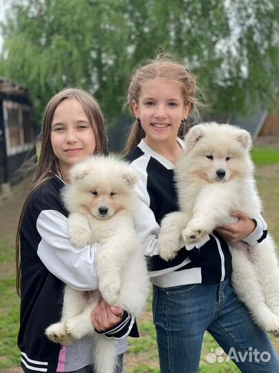 Программа с енотами