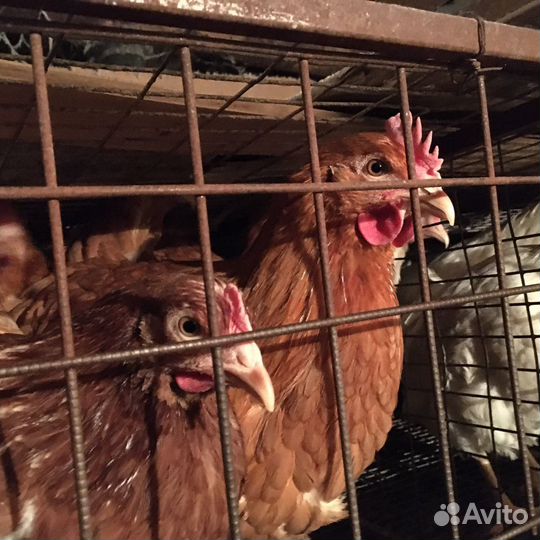 Куры молодки