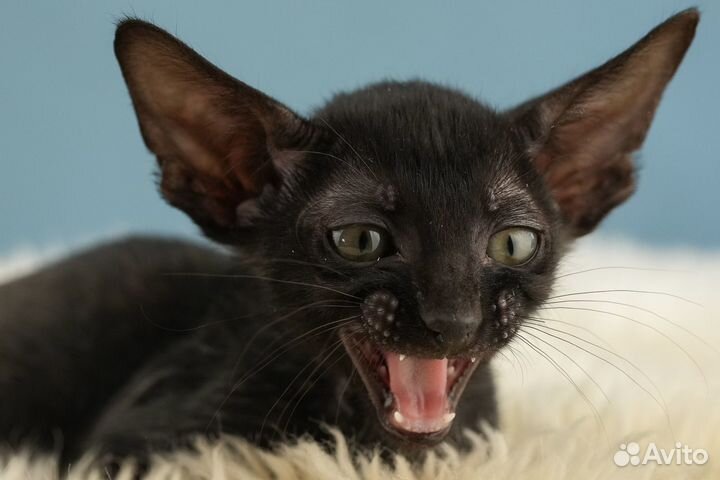Ориентальные котята
