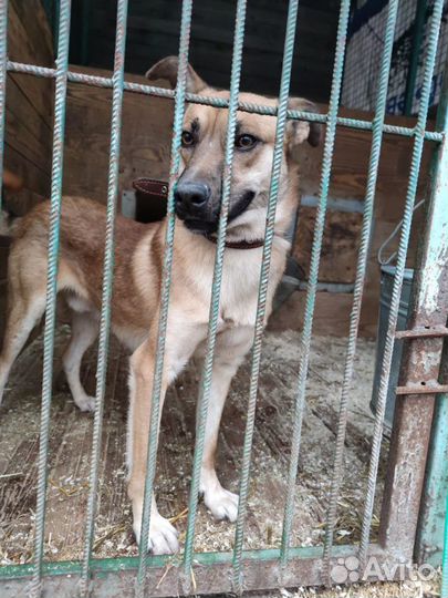 Собаки бесплатно