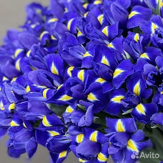 Ирис, Букет Цветов с Доставкой, Цветы 51