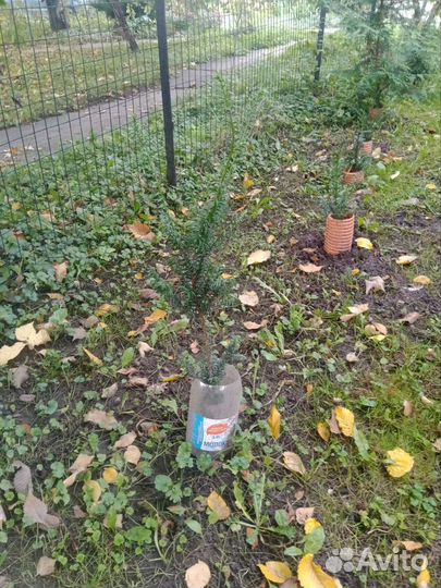 Тис колоновидный