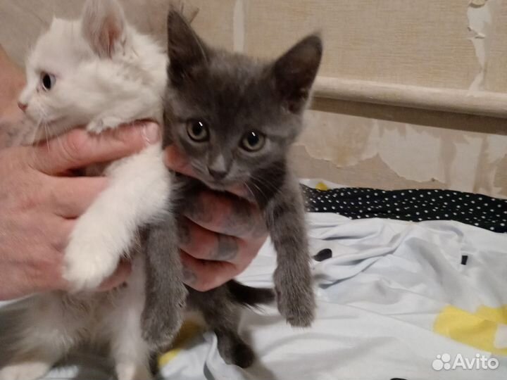 Котята в добрые руки