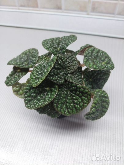 Пеперомия грин бабл