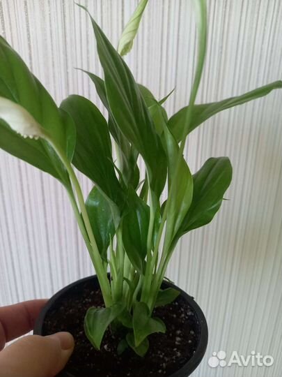 Спатифилиум сциндапсус мкомнатные цветы растения