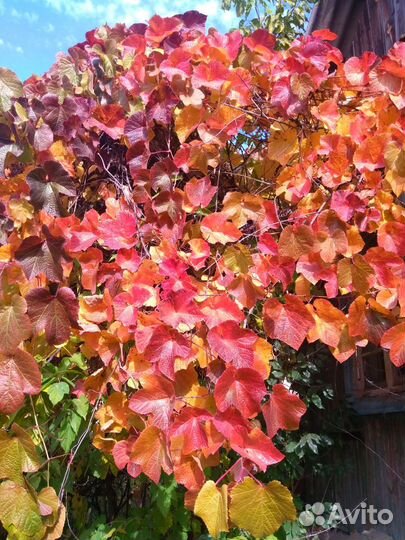 Виноград куанье (японский)