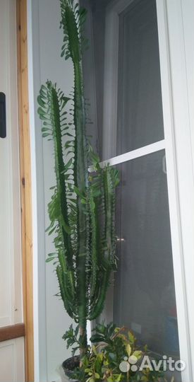 Комнатные растения(диффенбахия, фиалка.п