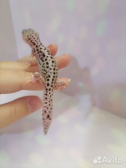 Самцы в любимцы