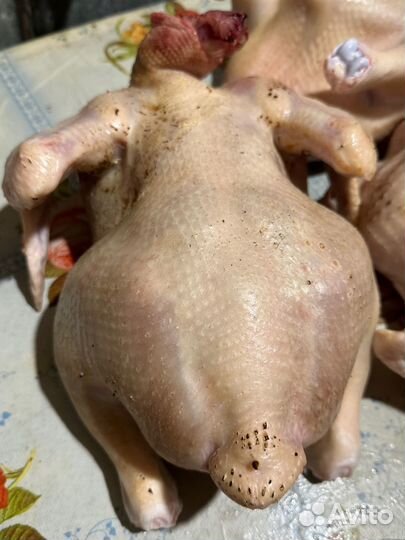 Мясо домашнего бройлера, цыплёнок корнишон