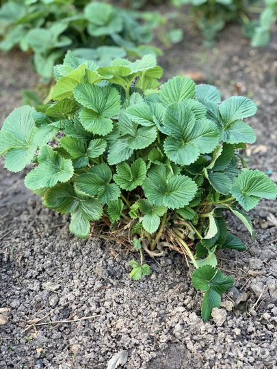 Клубника ремонтантный сорт каскад