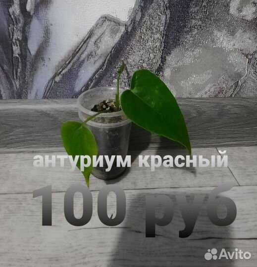 Антуриум, фикус, замиокулькас