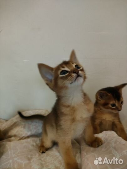 Абиссинские котята