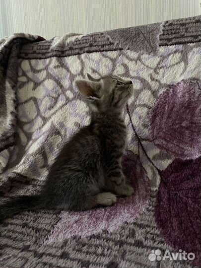 Котята в добрые руки бесплатно