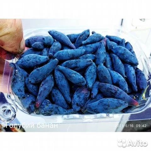 Жимолость сладкая Голубой Банан, Сердце Гиганта