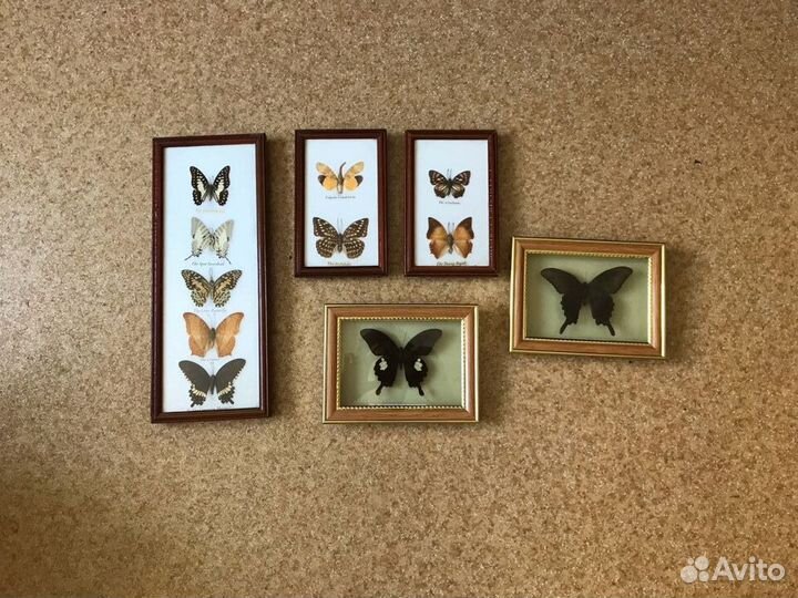 Бабочки в рамках