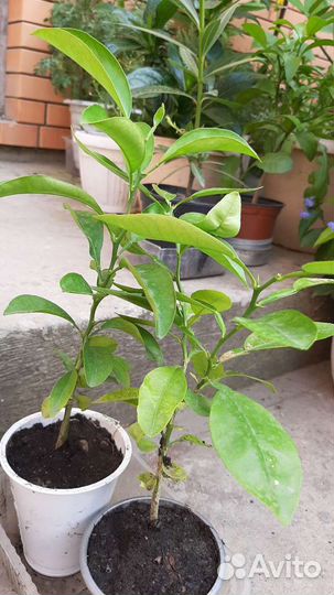 Цитрусовые,саженцы,лимон,апельсин