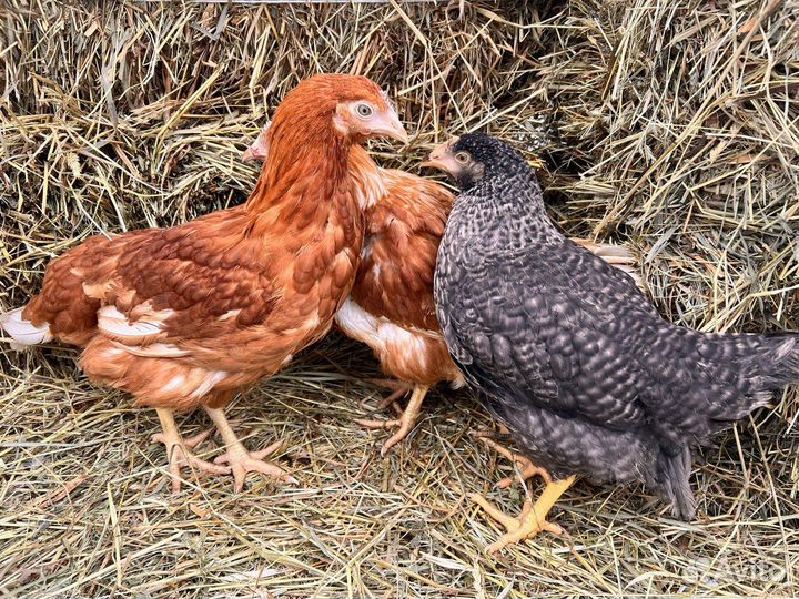 Куры несушки