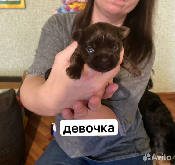 Щенки йорка