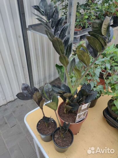 Замиокулькас черный ворон