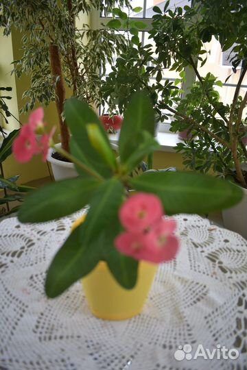 Комнатные растения