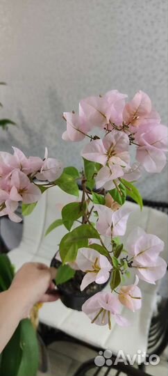 Бугенвиллия Hugh Evans