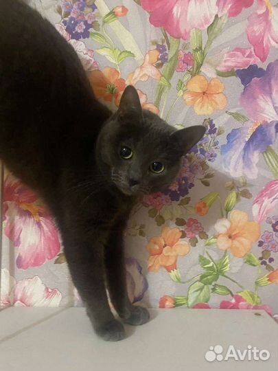 Русская голубая