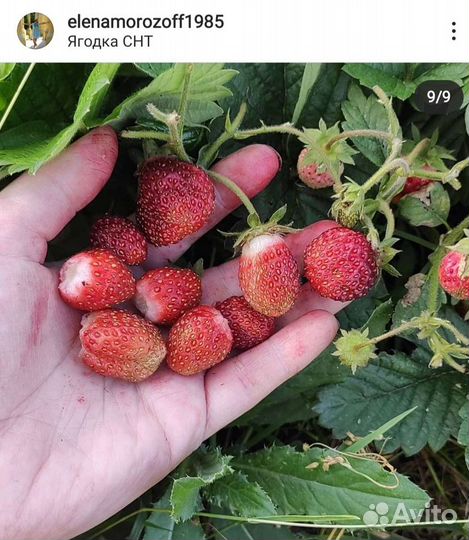 Земклуника Пенелопа