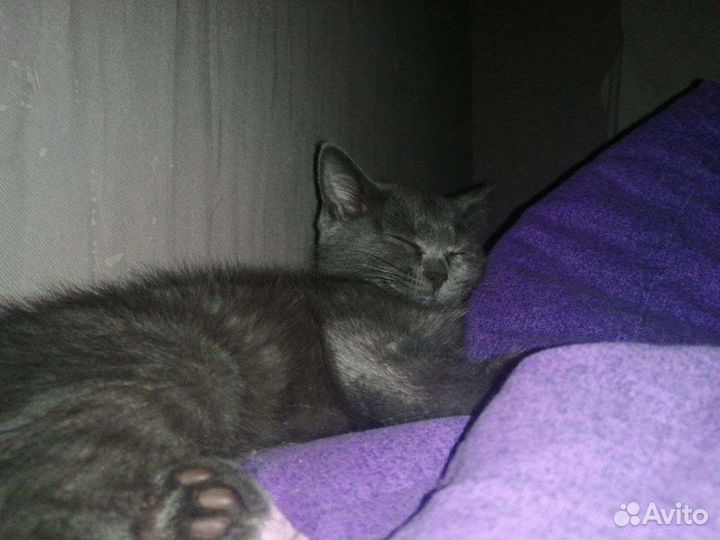 Кошка британка