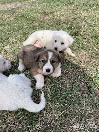 Щенки