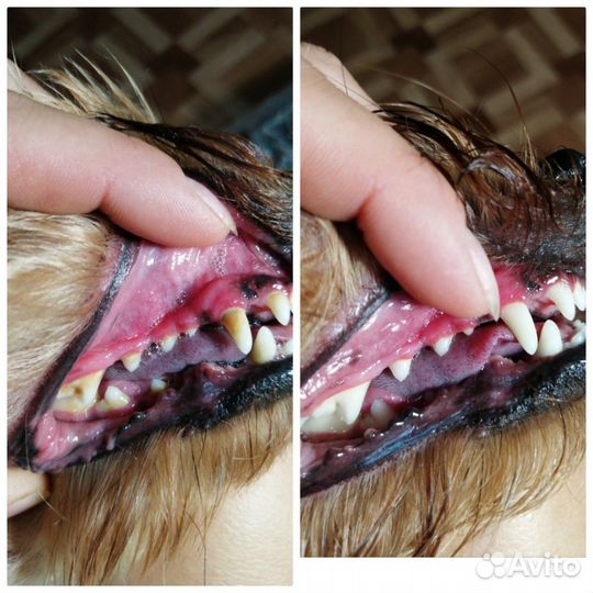 Уз чистка зубов животным