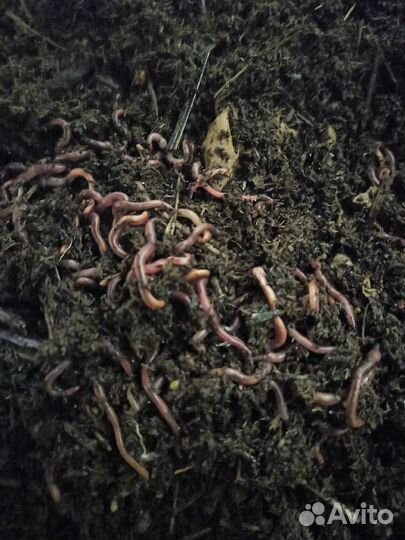 Биогумус, вермичай (жидкий биогумус), черви