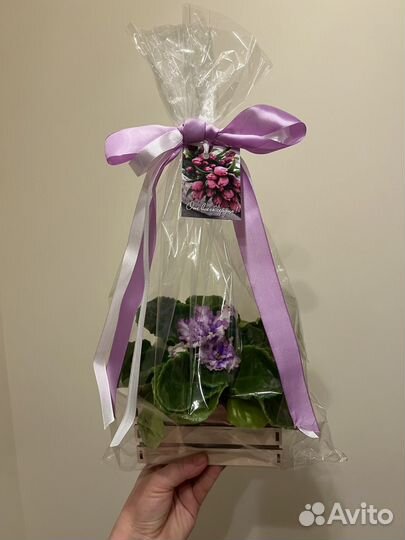 Сортовая фиалка в праздничной упаковке