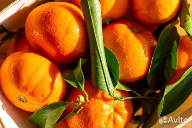 Мандарин карликовый