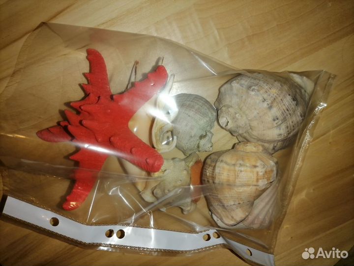 Ракушки для аквариума