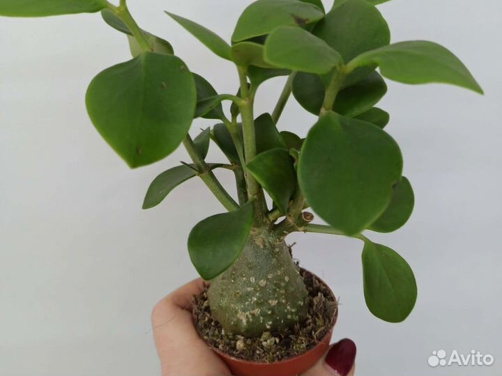 Хиднофитум папуанум