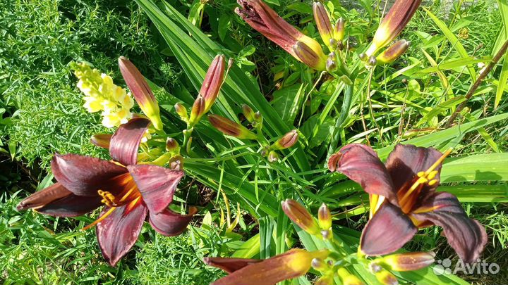 Лилейник сортовой