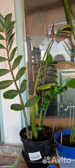 Замиокулькас Султан Юкка