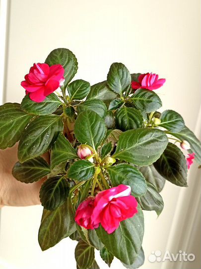 Цветы Комнатные растения