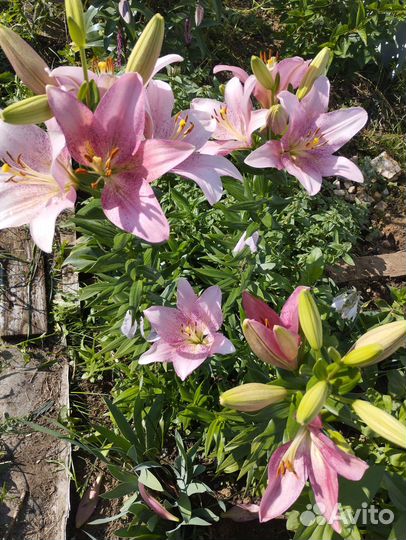 Лилии луковицы