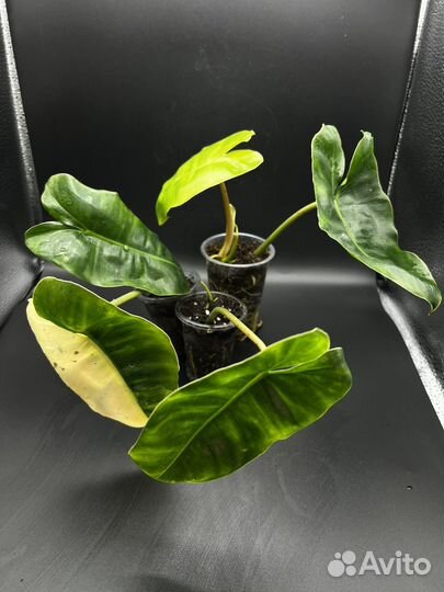 Филодендрон бурле макс вариегатный