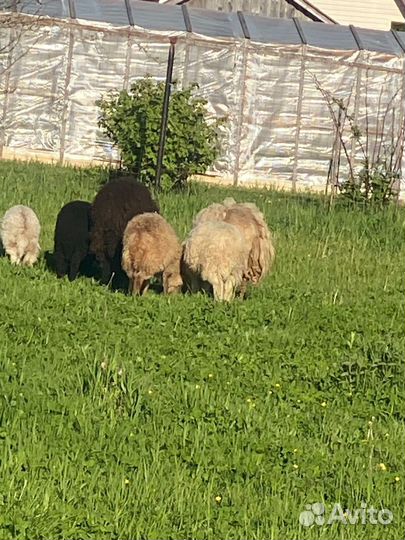 Овцы ягнята