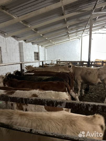 Телки волгоградские сементалки