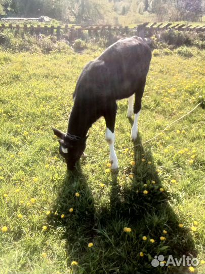 Домашние животные крс