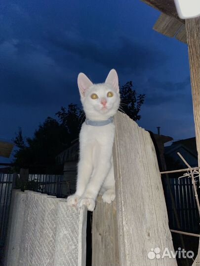 Котята ищут дом