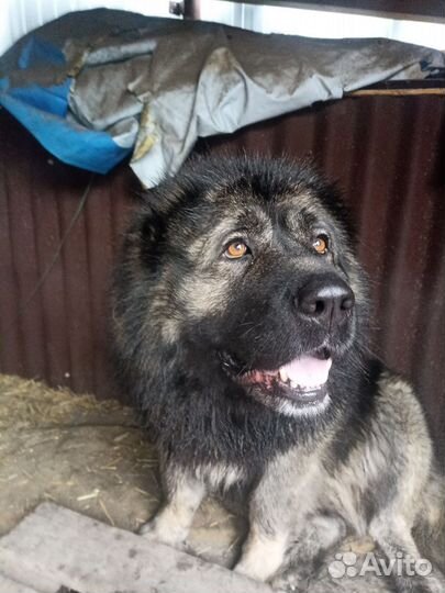 Вязка Кавказская овчарка кабель