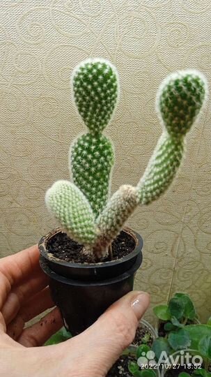 Кактус опунция