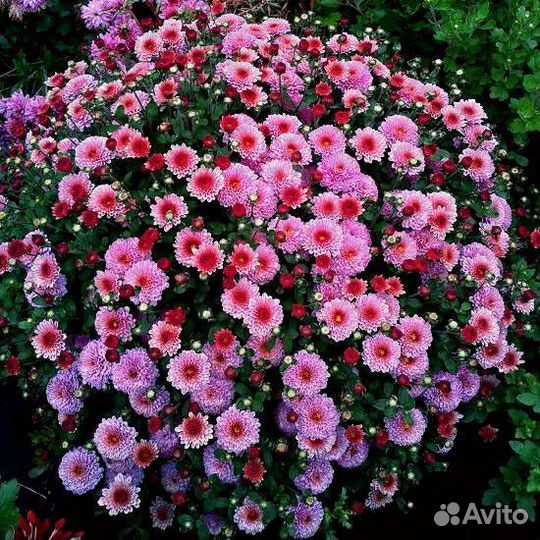 Хризантема шаровидная