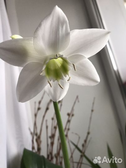 Эухарис детки